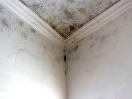 Forensic Mold Investigation in Westbrook, ME