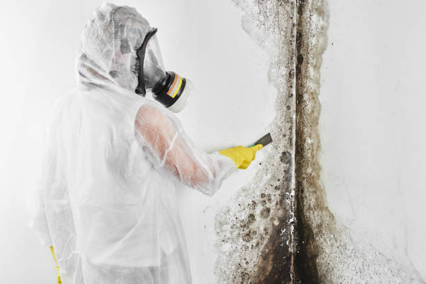 Best Mold Remediation for Healthcare Facilities  in Westbrook, ME