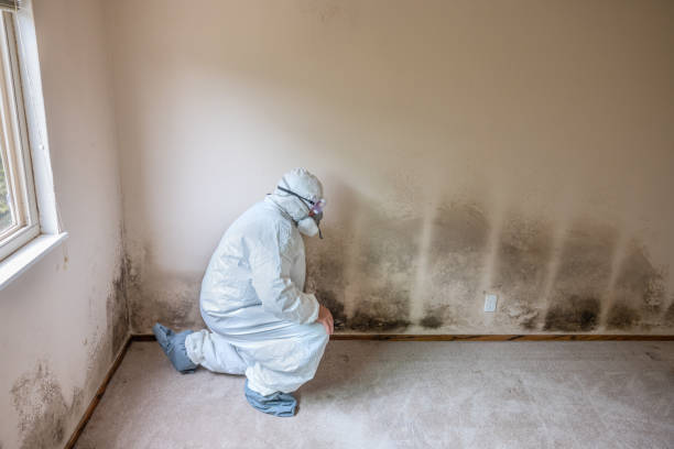 Why You Should Choose Our Mold Remediation Services in Westbrook, ME